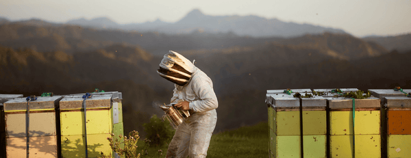 Pureza y sostenibilidad de Egmont Honey - Un apicultor en Nueva Zelanda