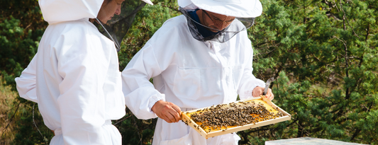 ¿Es la miel de Manuka cruda? Una guía completa - Apicultor